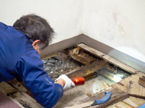 Best Commercial Mold Removal  in Lyndonville, VT