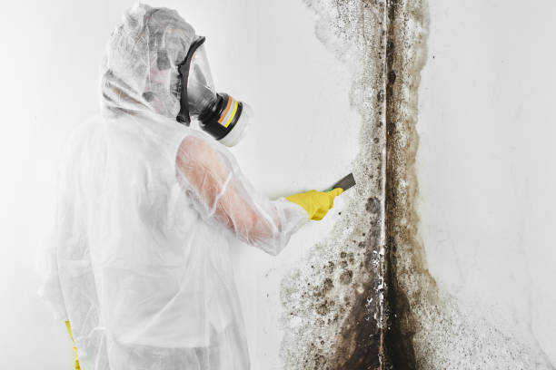 Best Mold Remediation  in Lyndonville, VT