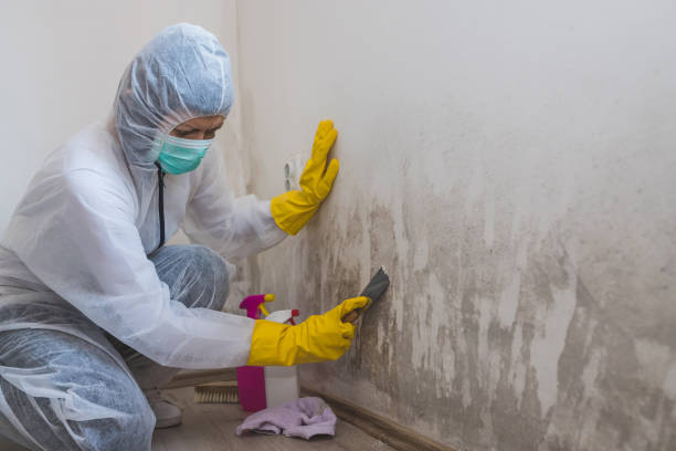 Best Home Mold Removal  in Lyndonville, VT