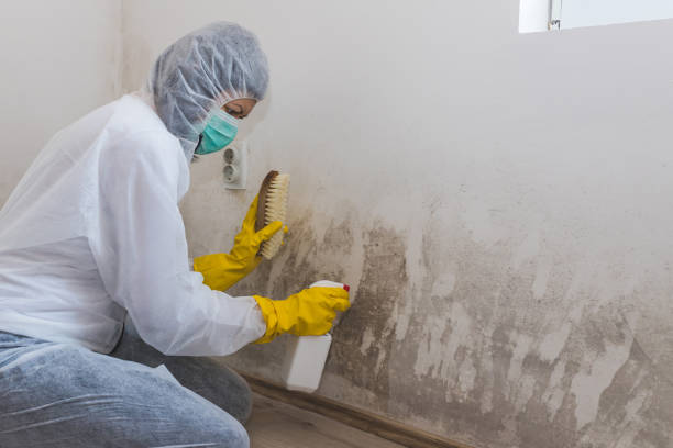 Best Certified Mold Removal  in Lyndonville, VT