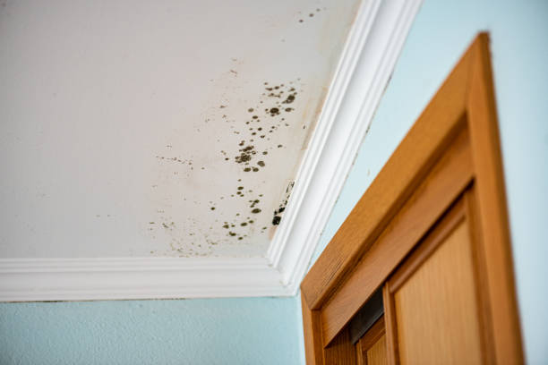 Best Local Mold Removal Service  in Lyndonville, VT