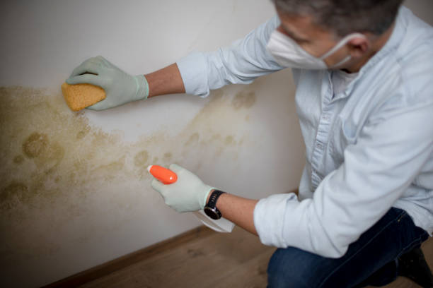 Best Commercial Mold Removal  in Lyndonville, VT
