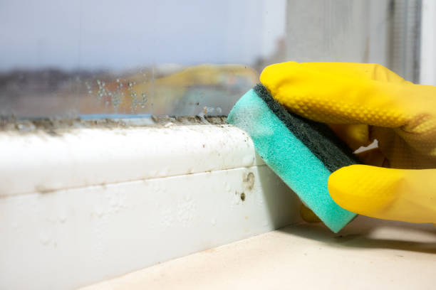 Best Emergency Mold Removal  in Lyndonville, VT