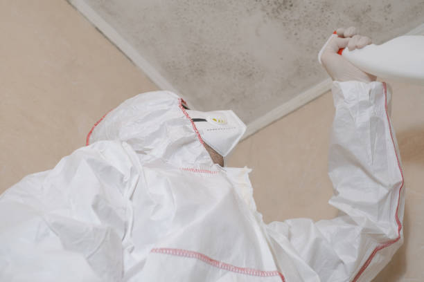 Mold Removal Process in Lyndonville, VT