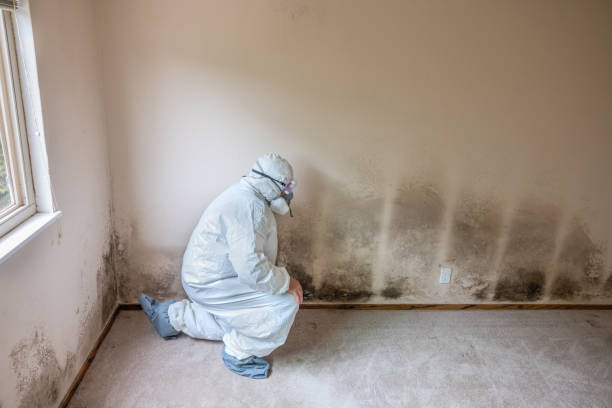 Best Mold Testing  in Lyndonville, VT