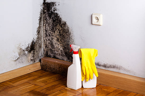 Crawl Space Mold Removal in Lyndonville, VT