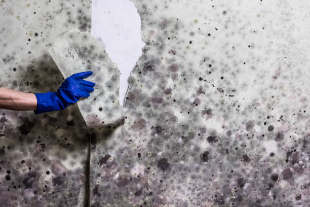 Best Affordable Mold Removal  in Lyndonville, VT