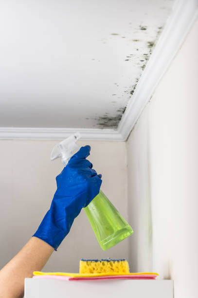 Best Mold Remediation Services  in Lyndonville, VT