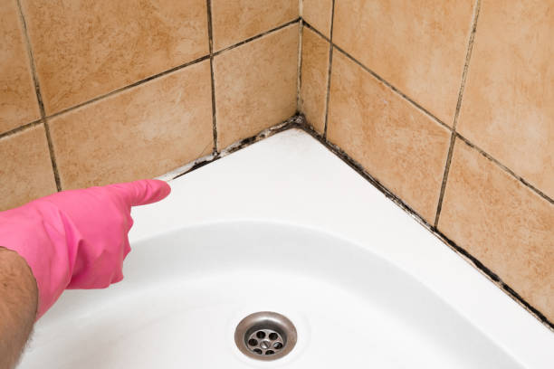 Best Mold Damage Repair  in Lyndonville, VT